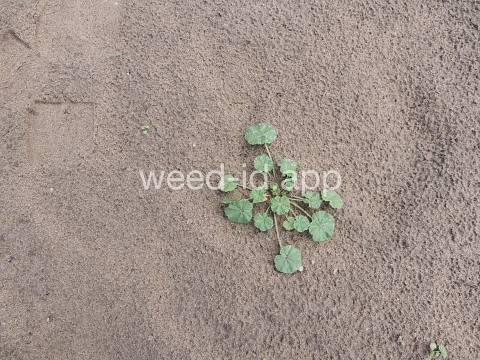 mallow, common